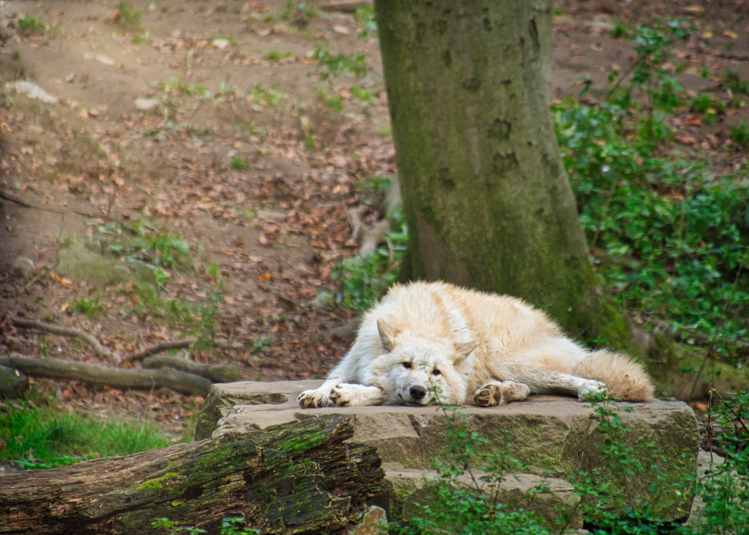 Hazen Bay Wolf