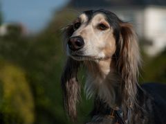 Hazir Misin Saati, aujourd'hui disparu (saluki)