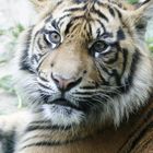 HD-Zoo Tiger näher gings nicht !!