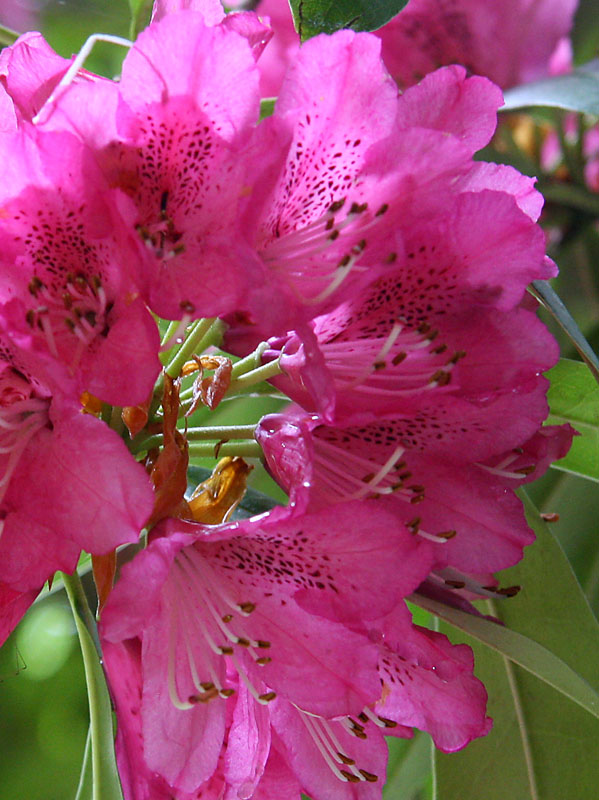 hde_Oleander