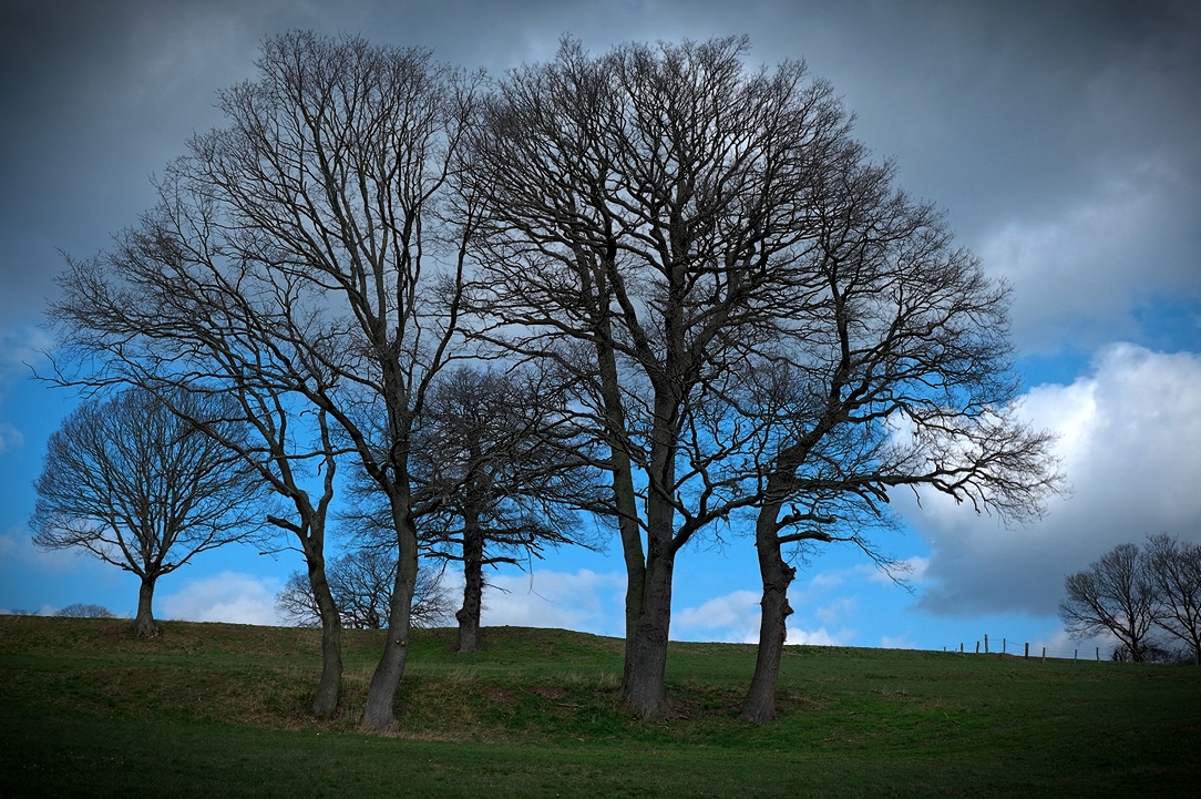 hdr bäume boghumbach