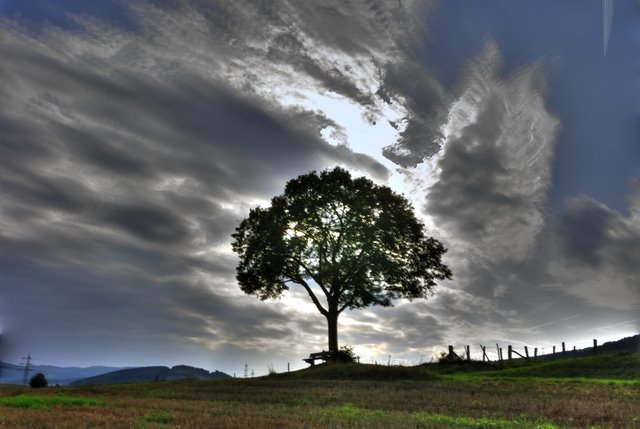 HDR Baum