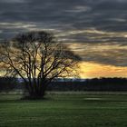 HDR Baum