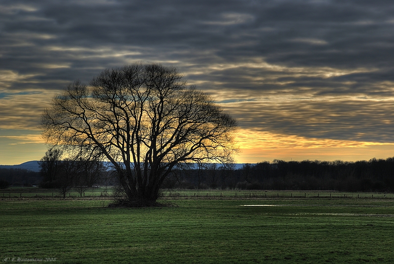 HDR Baum