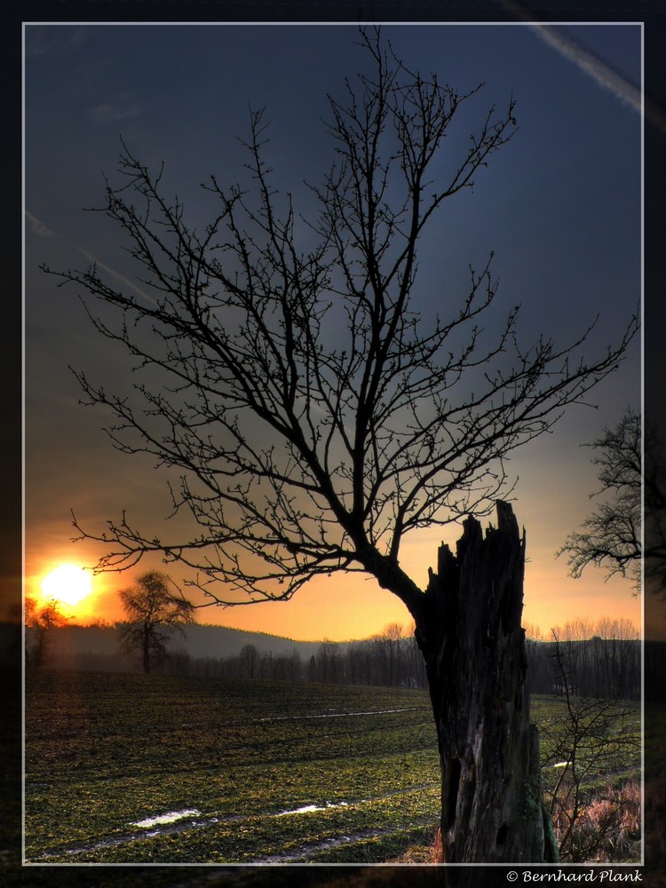 HDR Baum mit den letzten Sonnenstrahlen