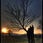 HDR Baum mit den letzten Sonnenstrahlen