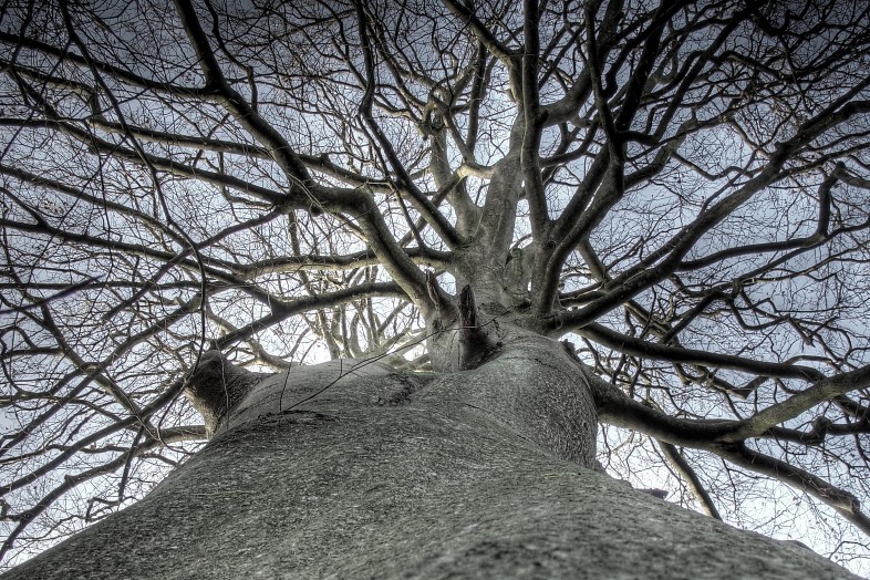 HDR - Baum-Netzwerk