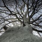 HDR - Baum-Netzwerk