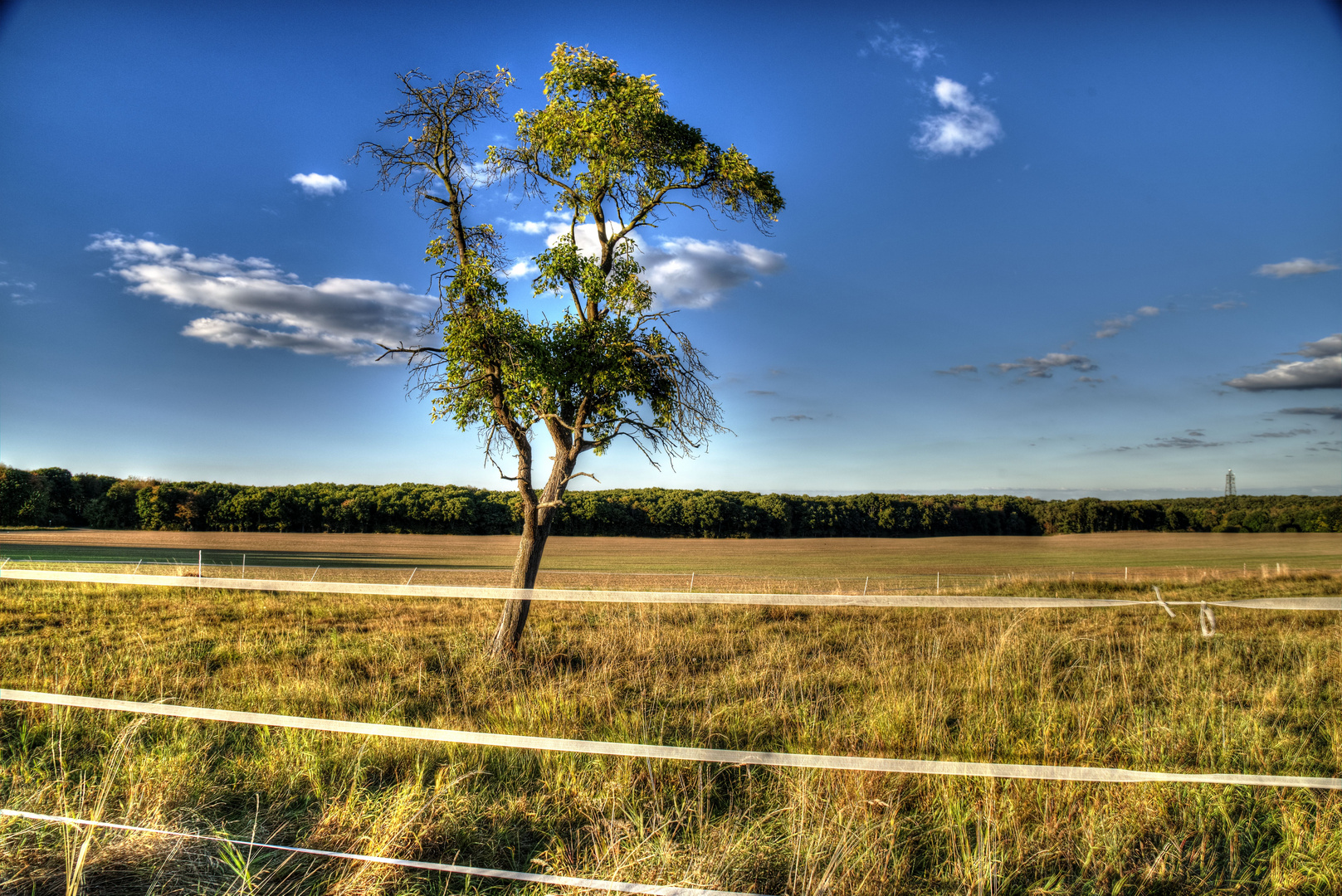 hdr baum voreifel