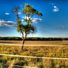 hdr baum voreifel