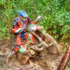 HDR bestiole sortie des bois