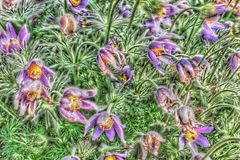 HDR Blumen