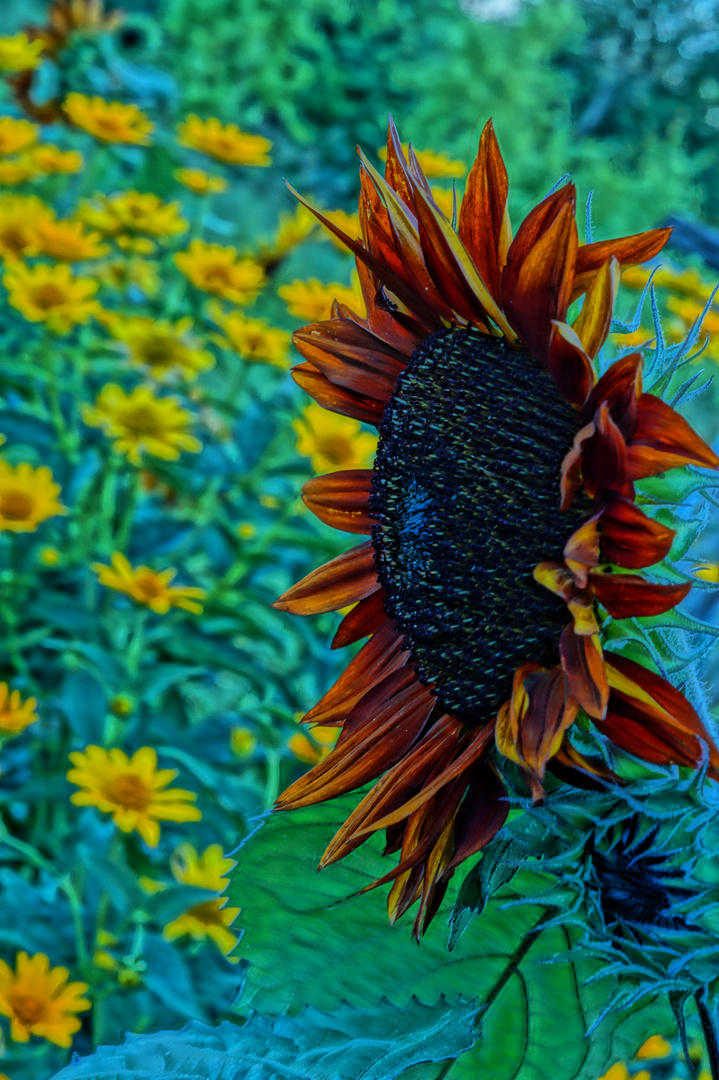 HDR Blumen