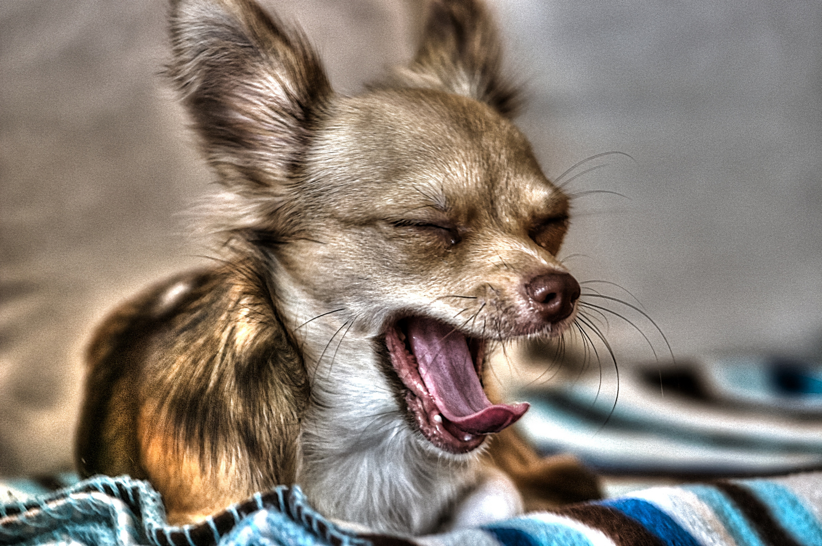 HDR Chihuahua