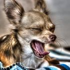 HDR Chihuahua