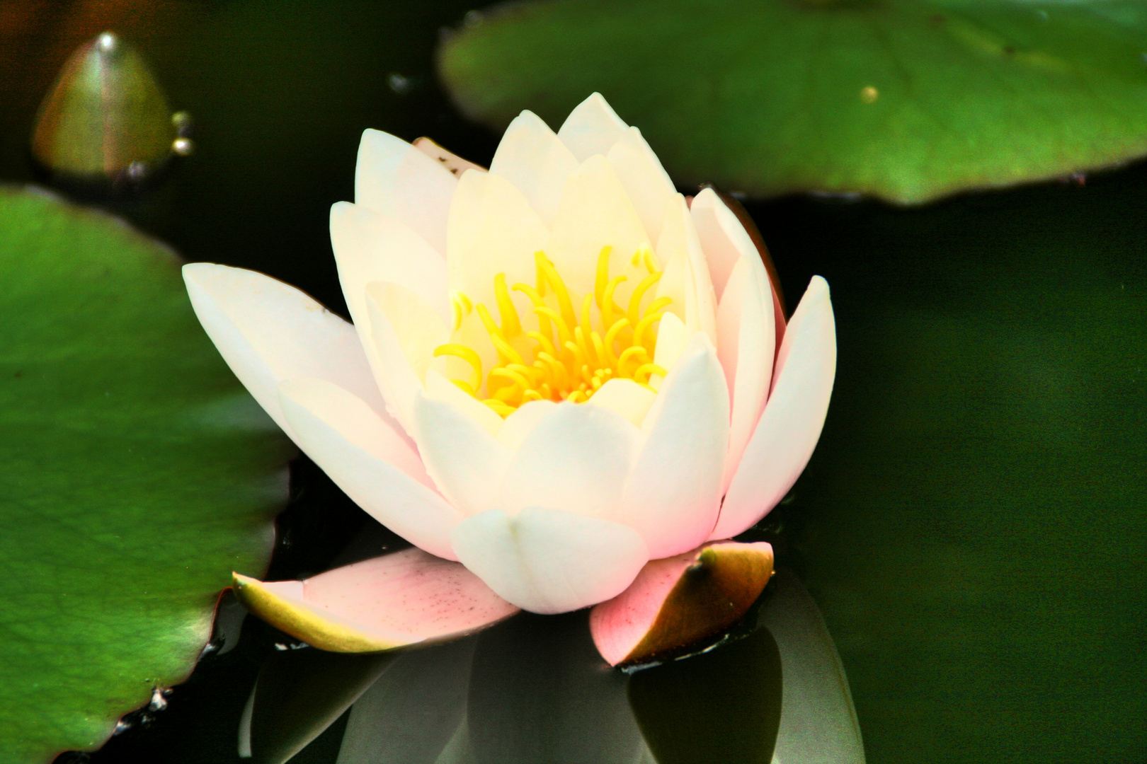 HDR - die Blüte der Seerose