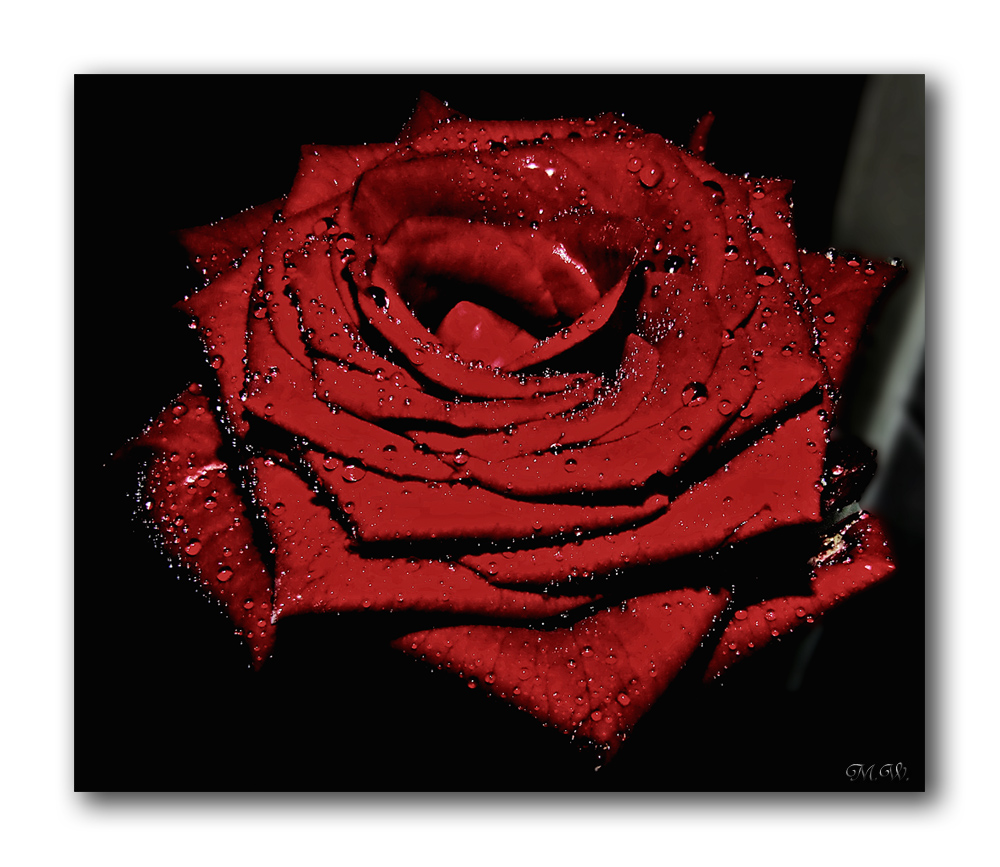 HDR-Drop Rose