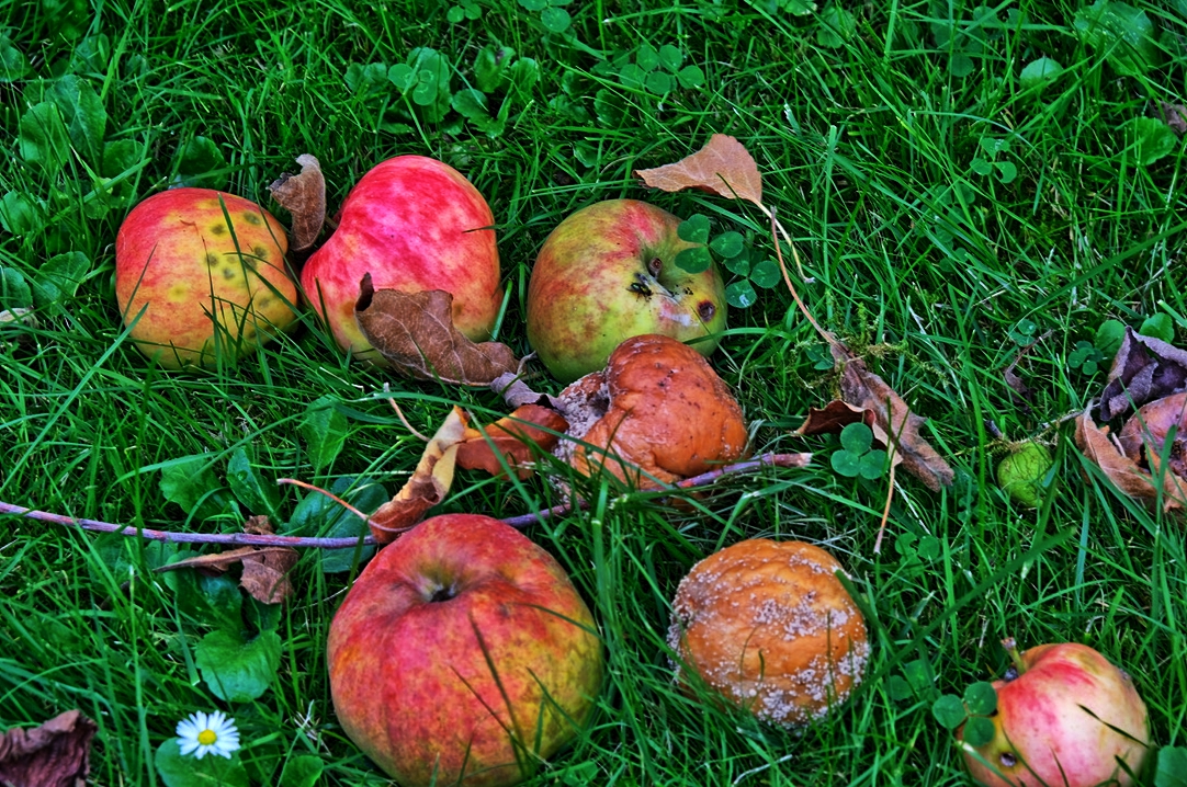 hdr fallobst und gänseblümchen