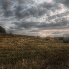 HDR Field