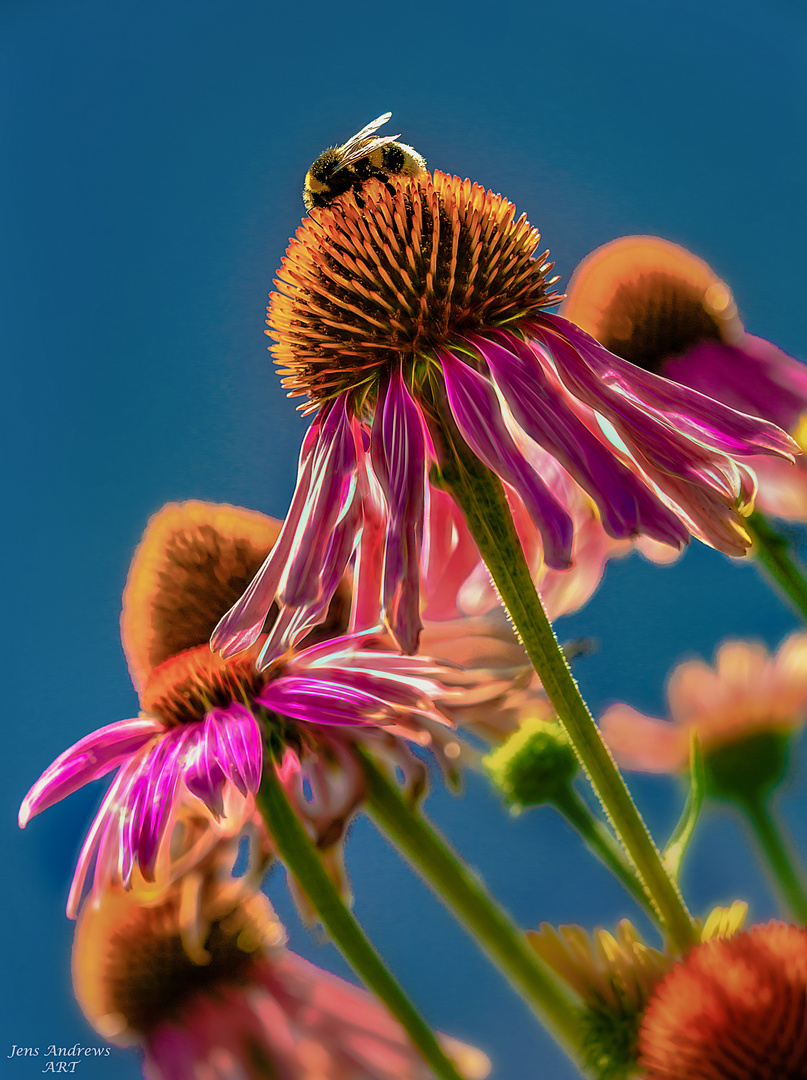 HDR Flower