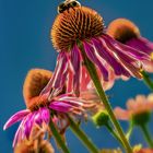 HDR Flower