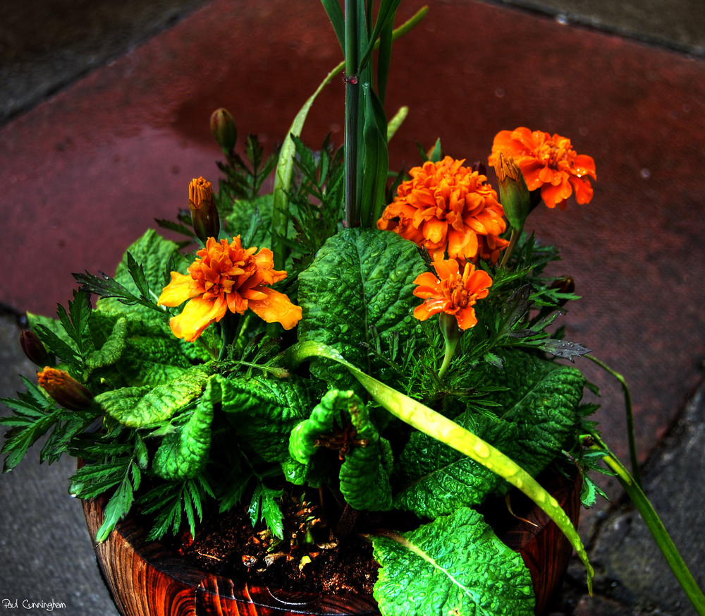 HDR flowers