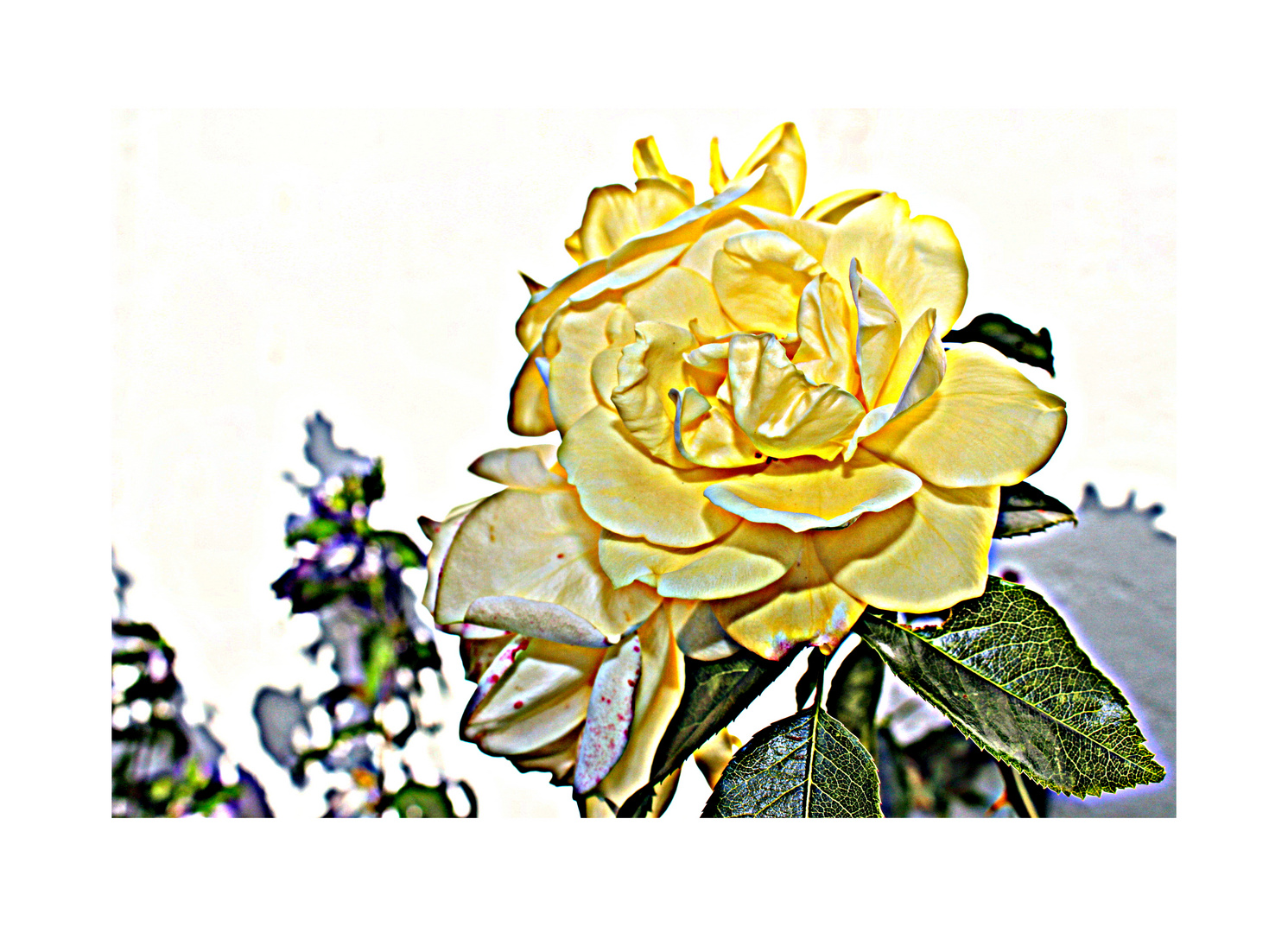 HDR Gelbe Rose