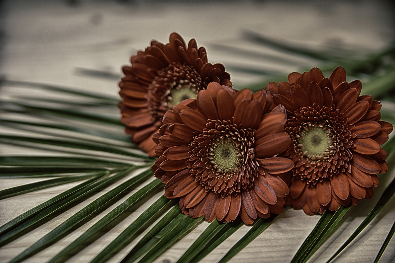 HDR-Gerbera-Trio ...