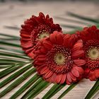 HDR-Gerbera-Trio ...