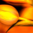 HDR golden tulip