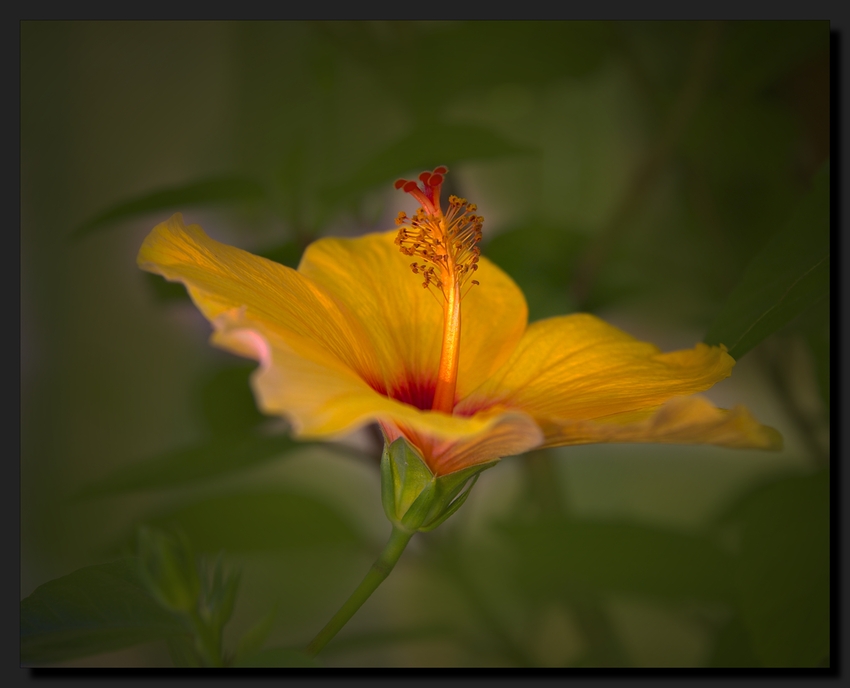 HDR Hibiskusblüte