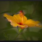 HDR Hibiskusblüte