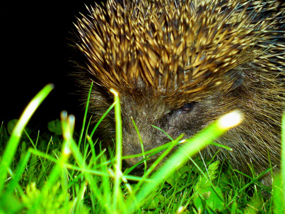 HDR Igel