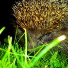 HDR Igel