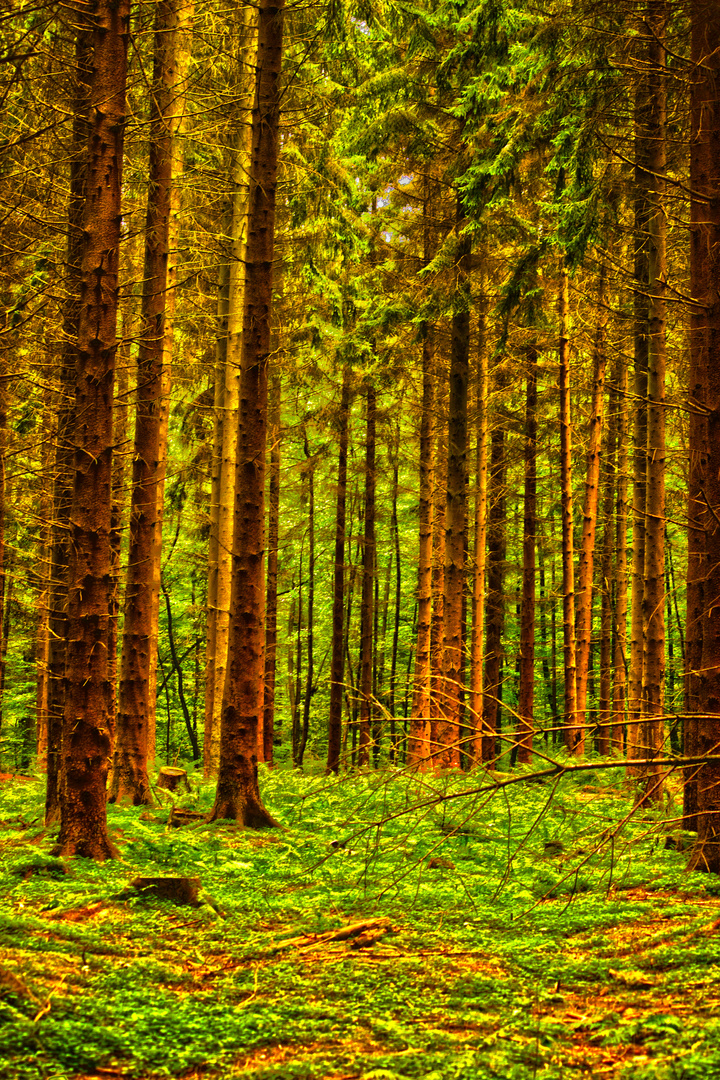 HDR im Wald