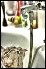 HDR KATZE TRINKT WASSER AUS DER WANNE