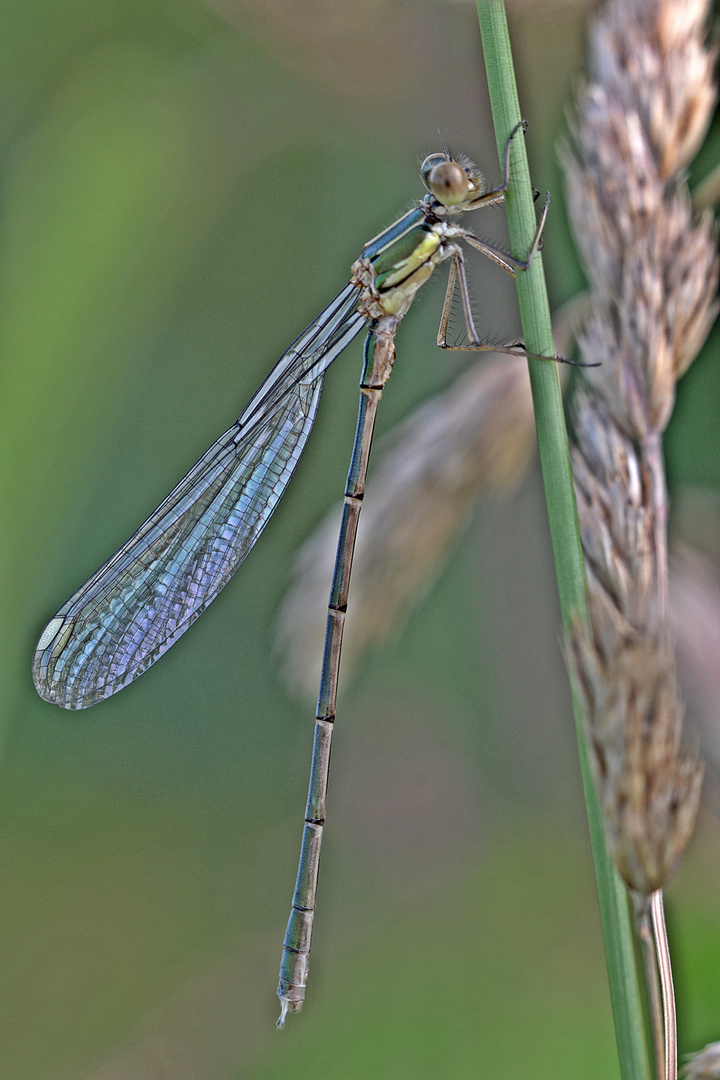 HDR- Libelle