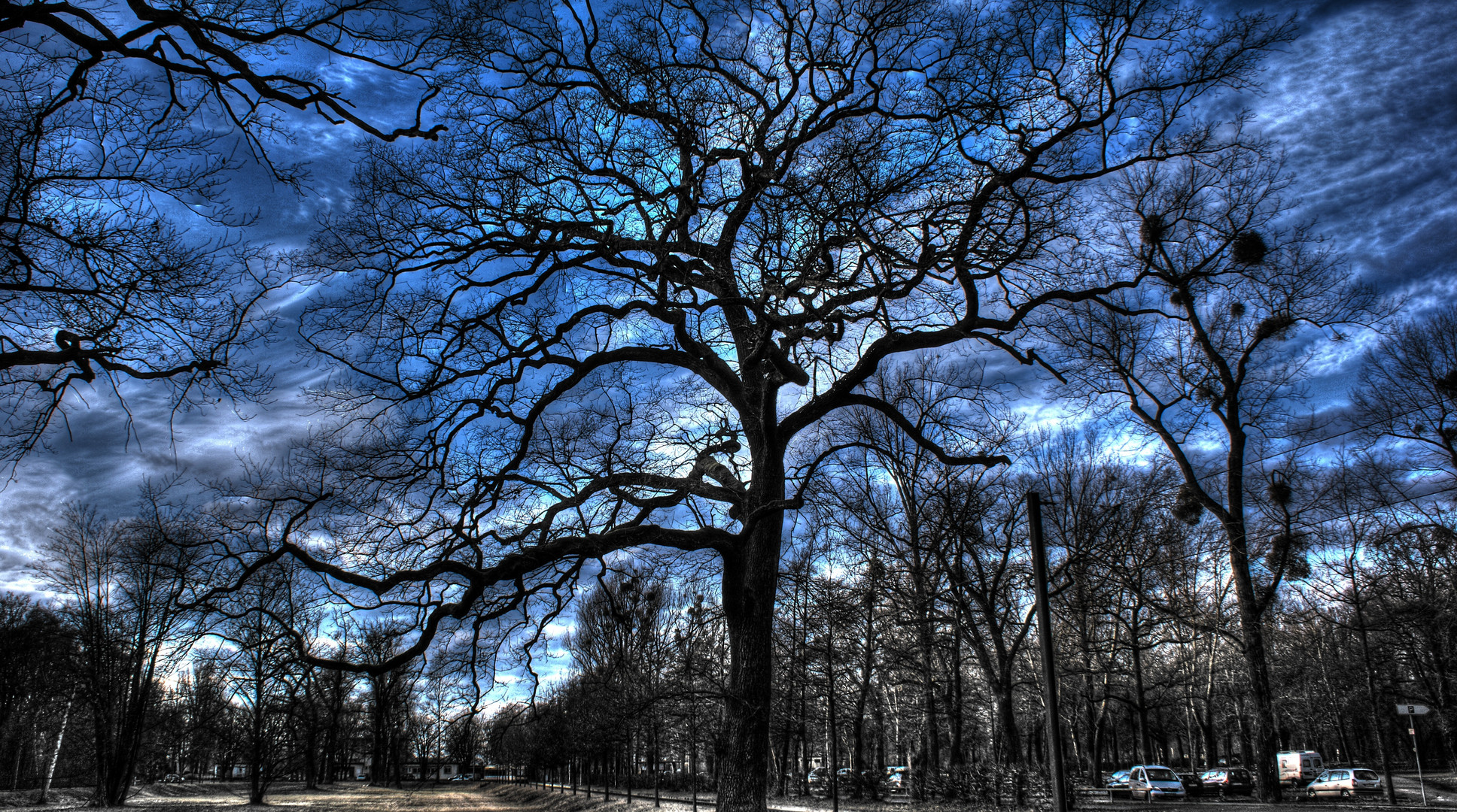 HDR - -   Mein Freund der Baum