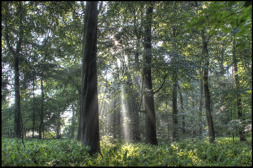 HDR, Morgensonne im Wald