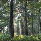 HDR, Morgensonne im Wald