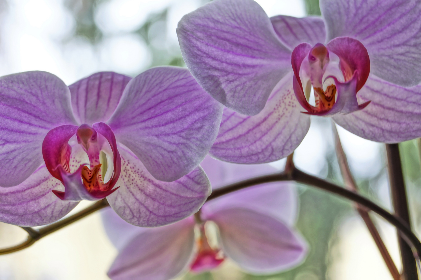 HDR-Orchidee