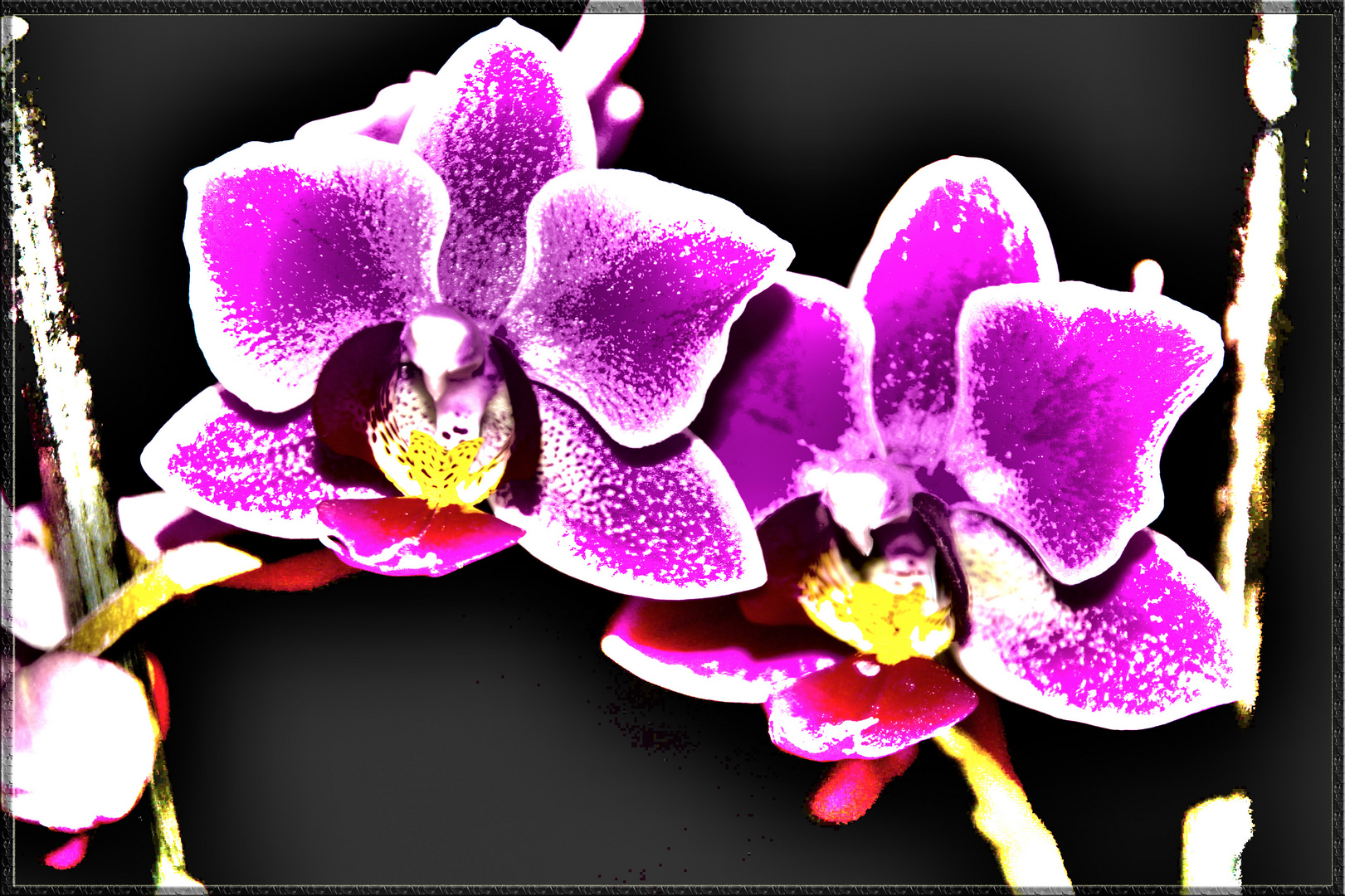 HDR Orchidee 2. Versuch