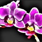 HDR Orchidee 2. Versuch
