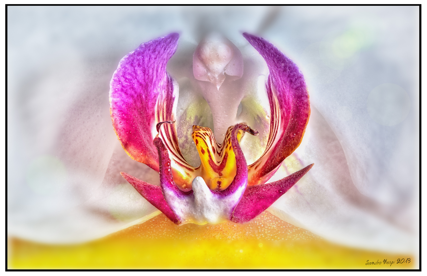 HDR Orchidee 2013