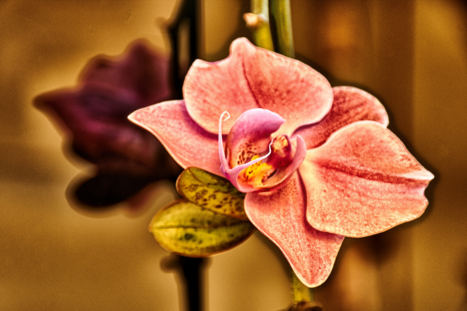 HDR Orchidee