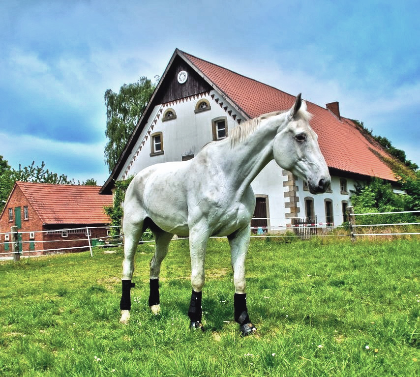 HDR Pferd (weniger Farbe)