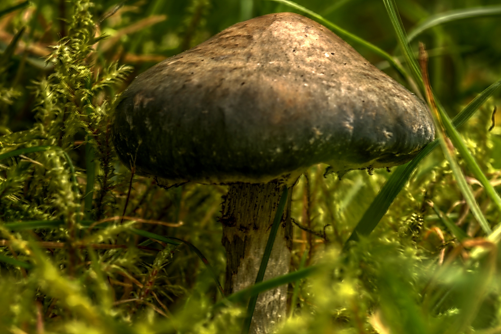 HDR Pilz