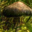 HDR Pilz