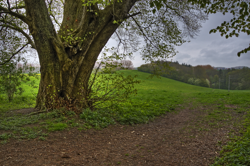 HDR - Quellental - Bad Doberan - eine Landschaft