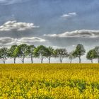 HDR Rapsfeld